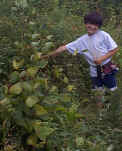 Jarrett picking berries