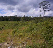 View across to tree line